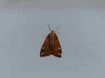 FZ019104 Moth on window.jpg